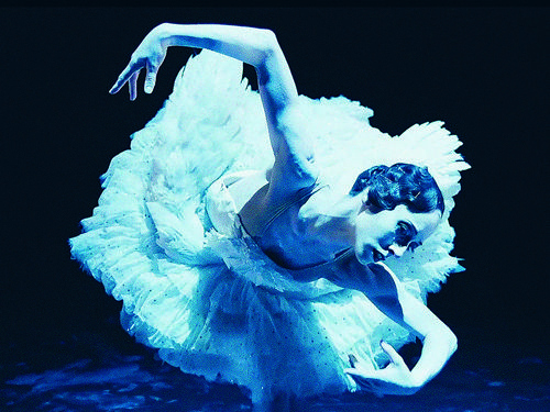 Cygne